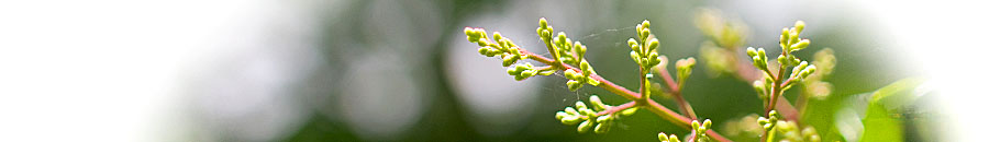 Livsøje header image